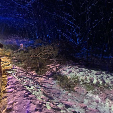 Zdarzenie drogowe i konary na jezdni